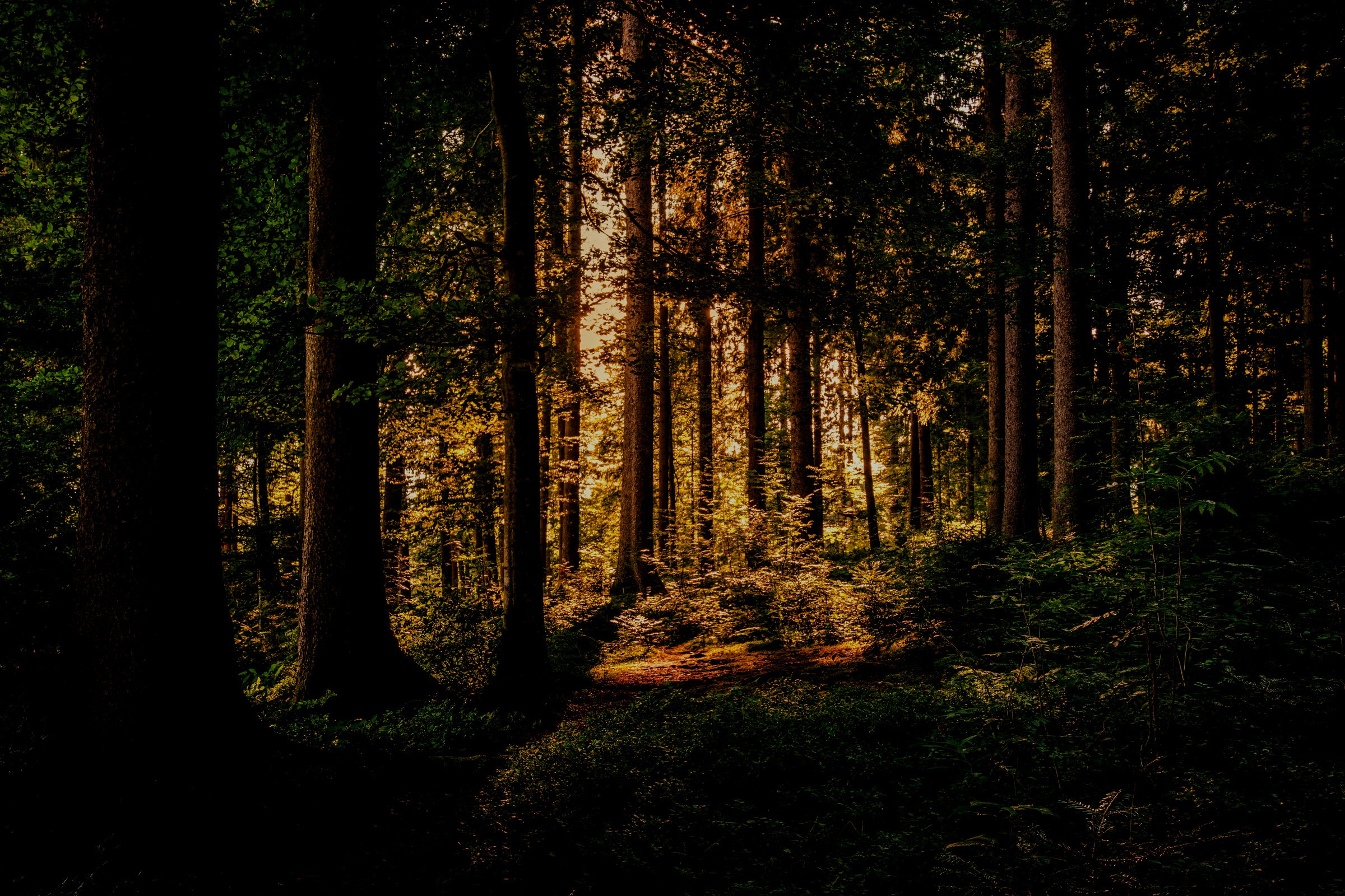 Green Leaf Trees on Forest